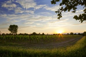 Prosecco Vineyard